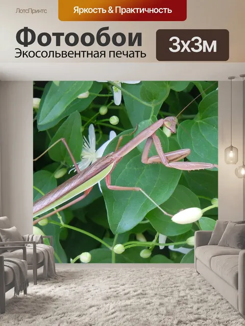 Фотообои Богомол, глаза, зелень