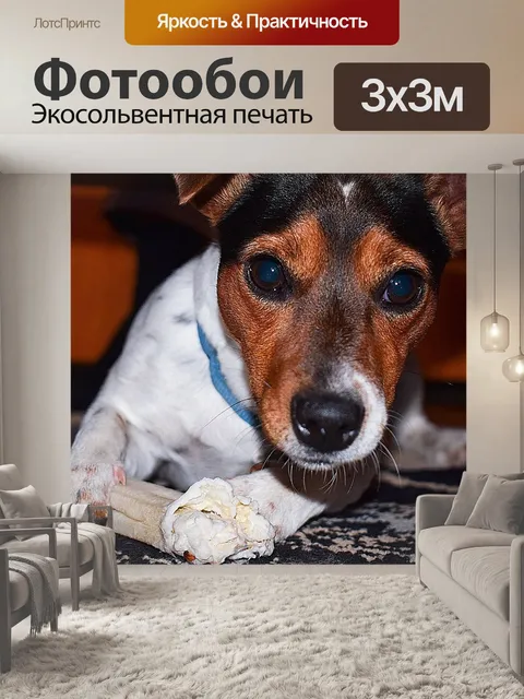 Фотообои Собака, джек рассел терьер, игра