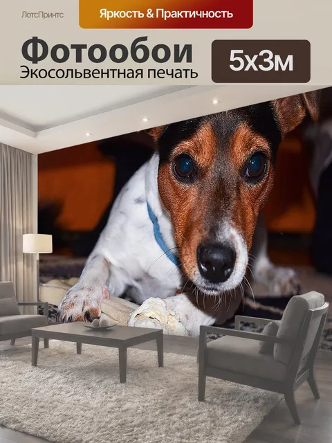 Фотообои Собака, джек рассел терьер, игра