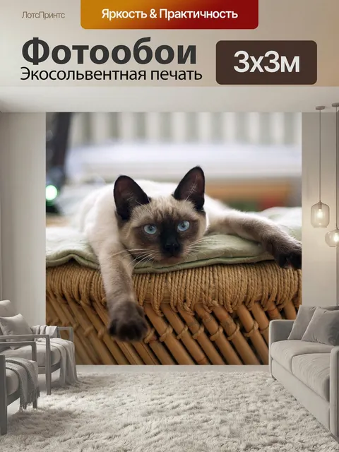 Фотообои Кот, кошка, тайская кошка