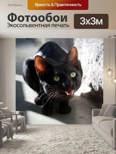 Фотообои Черный кот, голодный, принимать пищу