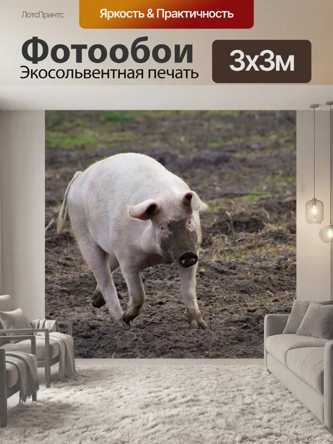 Фотообои Свинья, фермерский двор, грязный