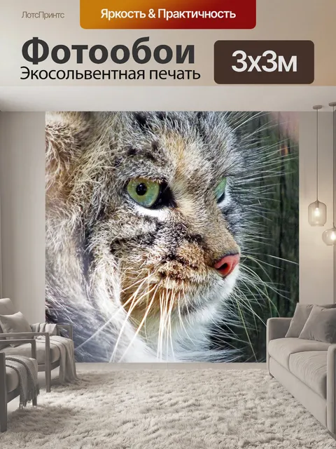 Фотообои Кот, зверь, манул