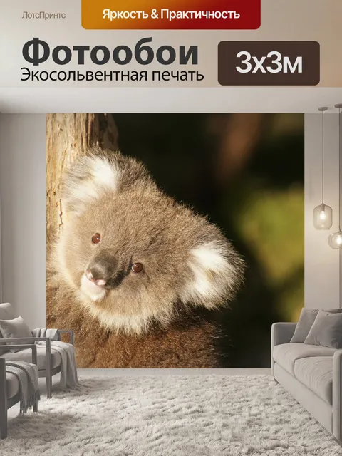 Фотообои Коала, австралия, ленивый