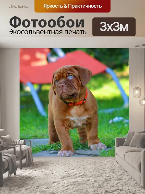 Фотообои Собака, бордоский дог, щенок