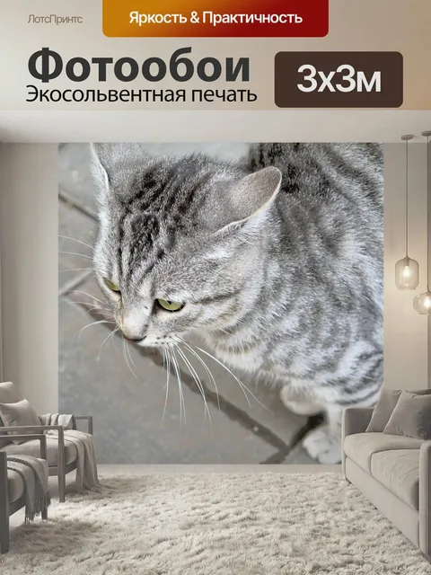 Фотообои Кошки, животные, кот