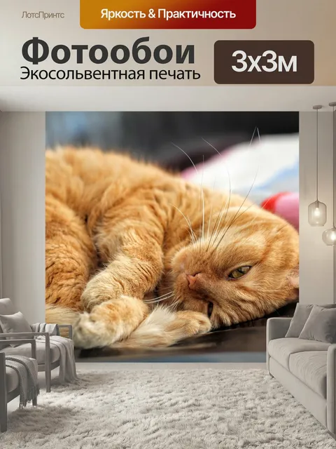 Фотообои Кот, рыжий кот, котенок