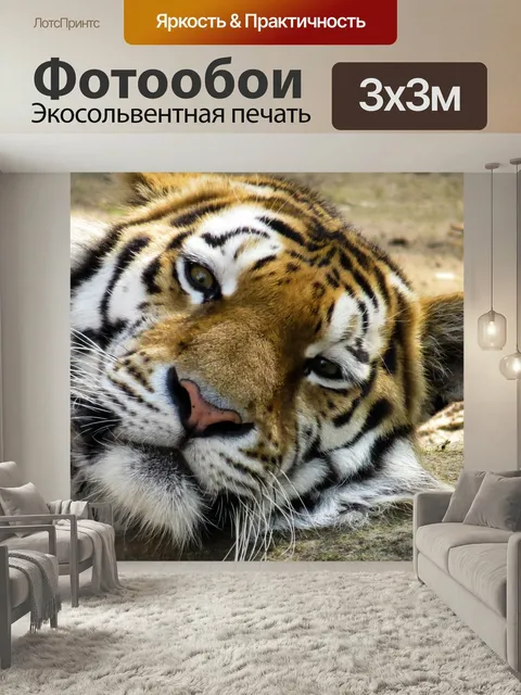 Фотообои Тигр, голова, большой кот