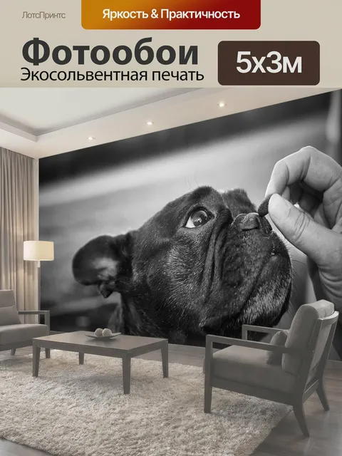 Фотообои Французский бульдог, собака, животное