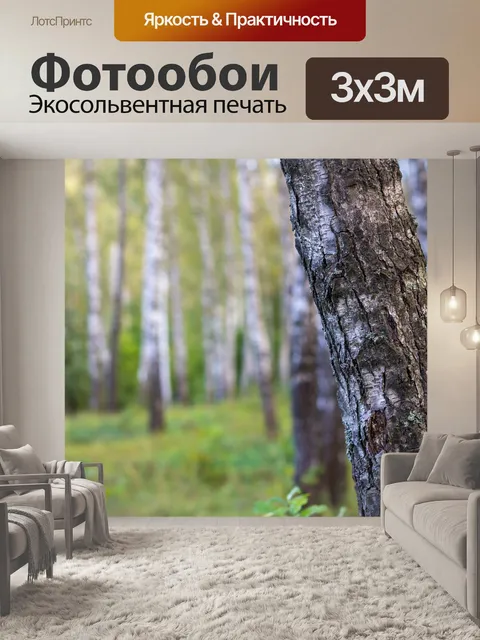 Фотообои Березы, березовая роща, лес