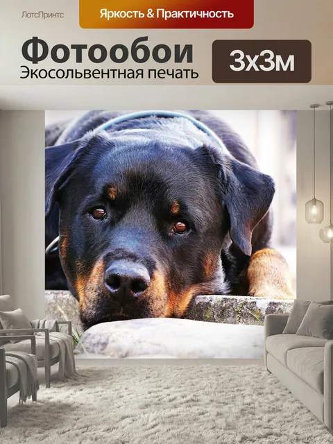 Фотообои Собака, ротвейлер, крупный план