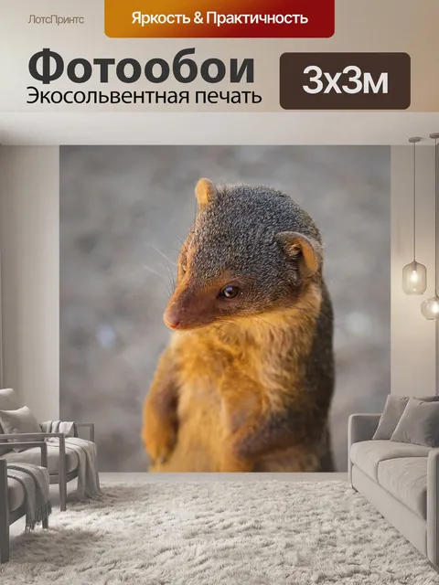 Фотообои Мангуста, ястреб, хищник