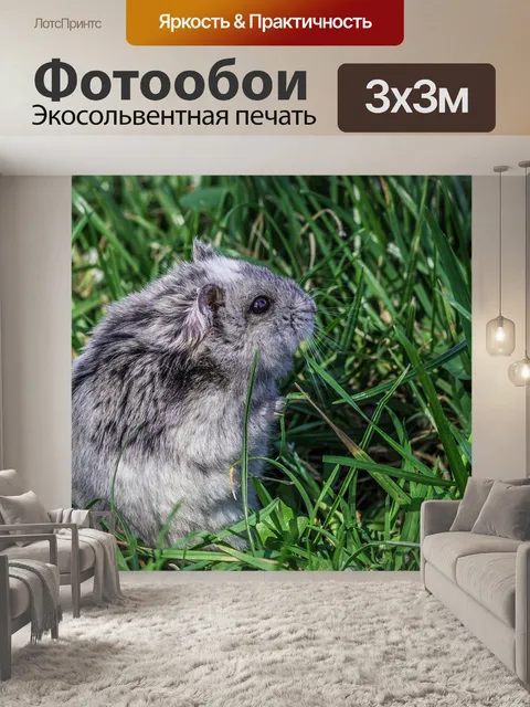 Фотообои Хомяк, грызун, животное