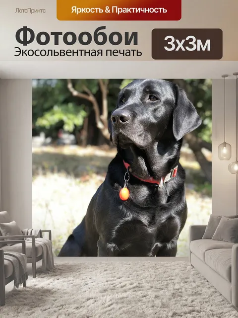 Фотообои Черный пес, лабрадор, собака