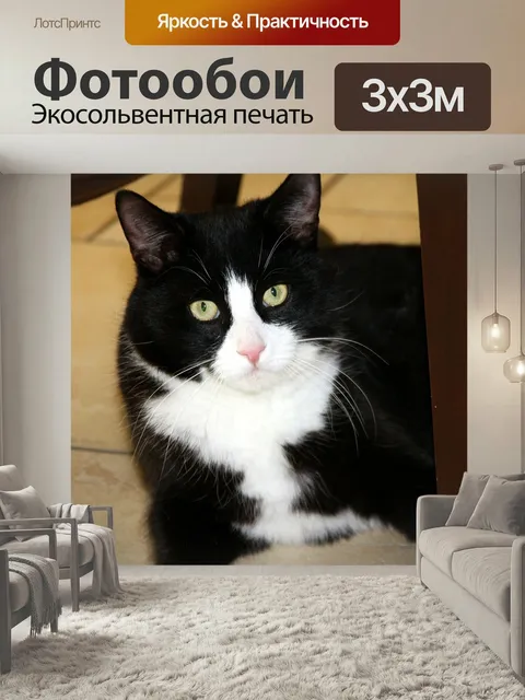 Фотообои Кот, животное, домашнее животное