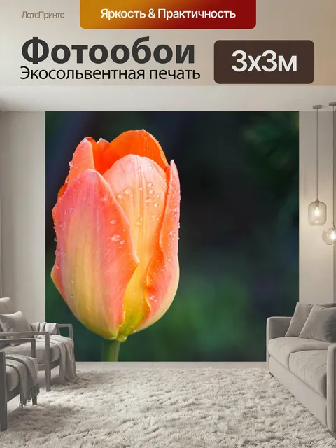 Фотообои Тюльпан, розовый, весна