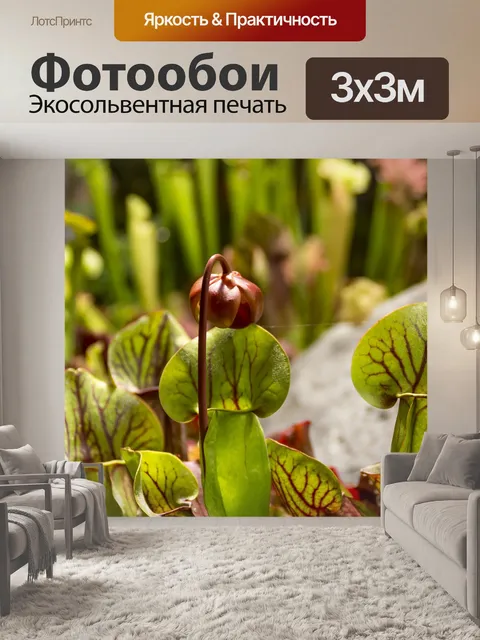 Фотообои Растения, росянка, хищные