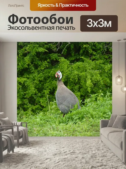 Фотообои Цесарки, гваделупа, птицы