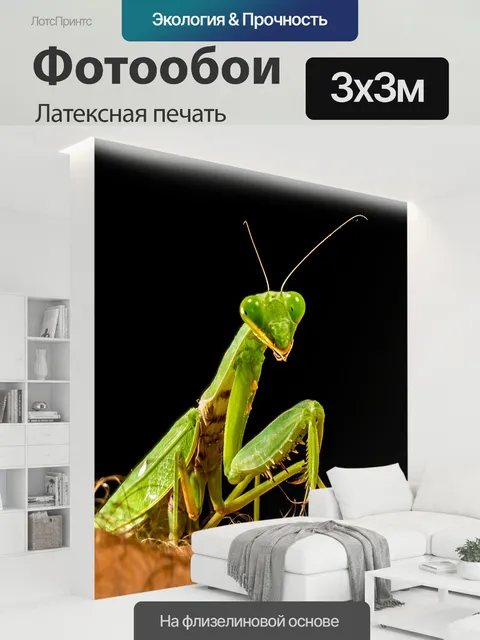 300 × 300 см · Латексная печать
