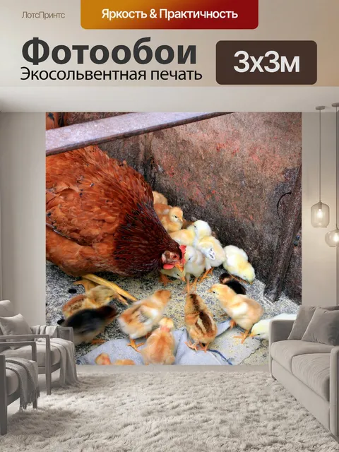 Фотообои Курица, цыплята, кормление