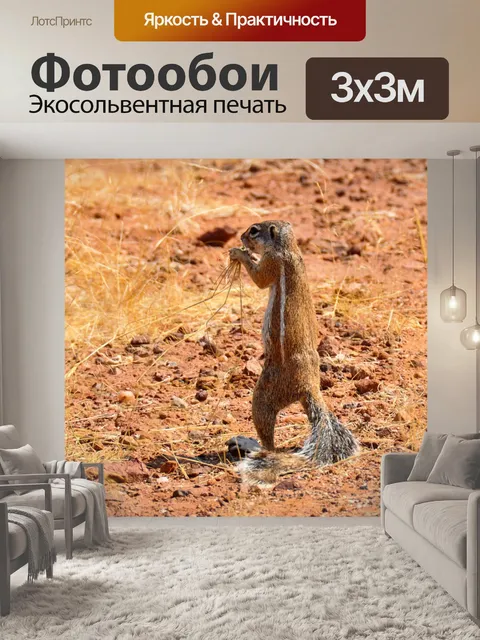 Фотообои Суслик, африке, намибия