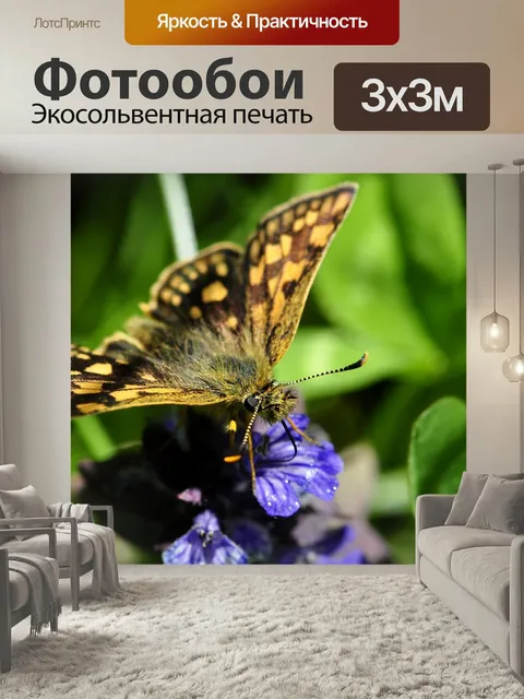 Фотообои Бабочка, бабочки, насекомые