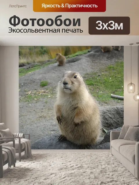 Фотообои Сурок, животное, зоопарк