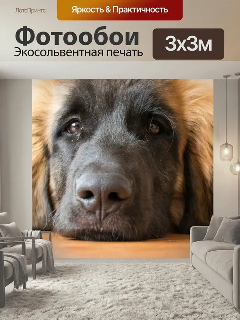 Фотообои Собака, щенок, леонбергер