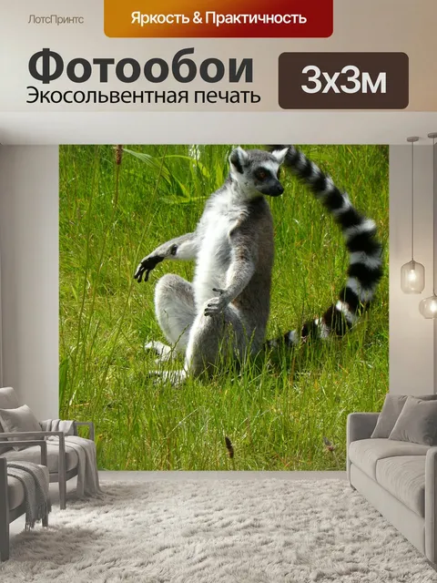 Фотообои Кошачие лемуры, полуобезьян, катты