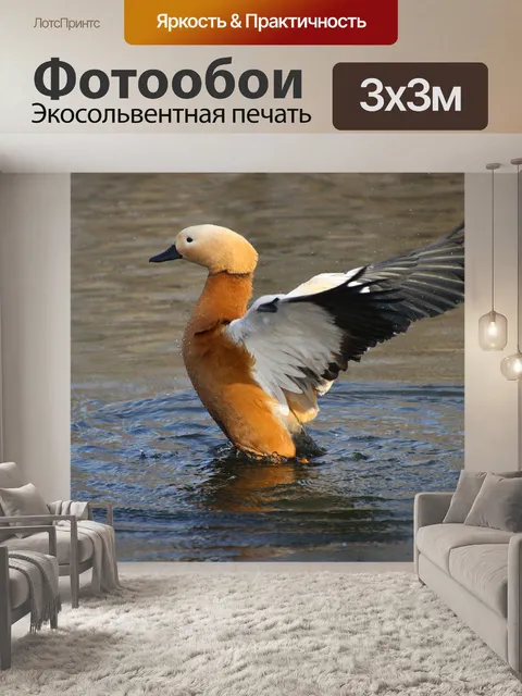 Фотообои Огарь, птица, пруд