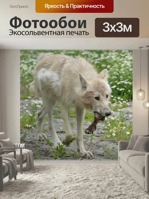 Фотообои Волк, хищник, европейский волк