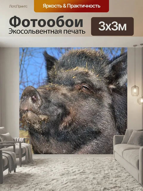 Фотообои Дикий кабан, мини-свинья, свинья