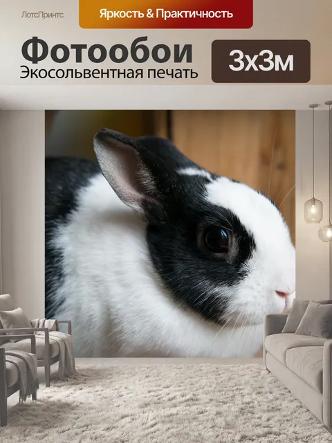 Фотообои Кролики, кролик, глаз