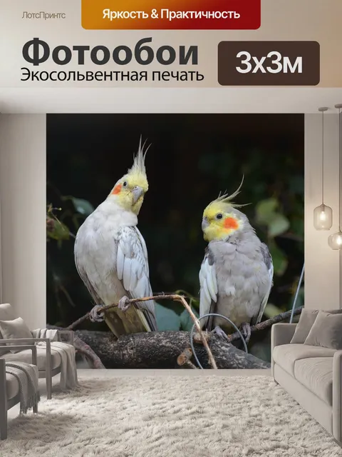 Фотообои Корелла, карликовый попугай, попугаи