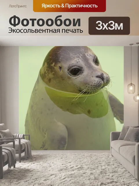 Фотообои Тюлень, тегель, морские существа