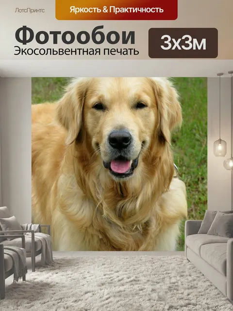 Фотообои Собака, золотистый ретривер, золотой