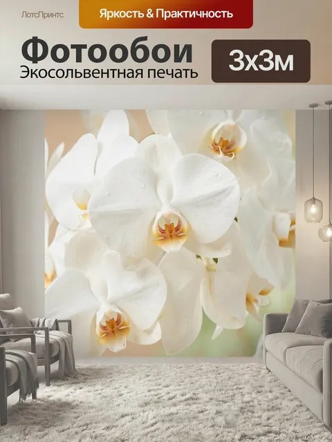 Фотообои Белые орхидеи с каплями росы. Нежные тропические цветы крупным планом, лепестки с каплями воды, молочно-белая…