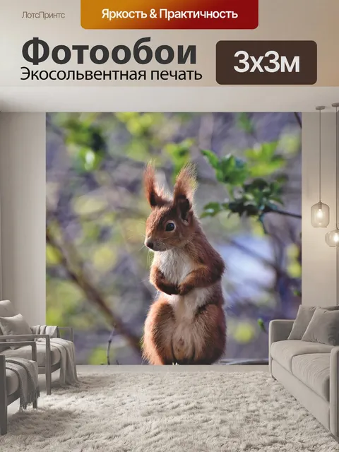 Фотообои Белка, дубовый котенок, грызун