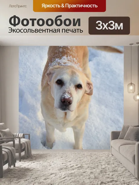 Фотообои Собака, снег, лабрадор