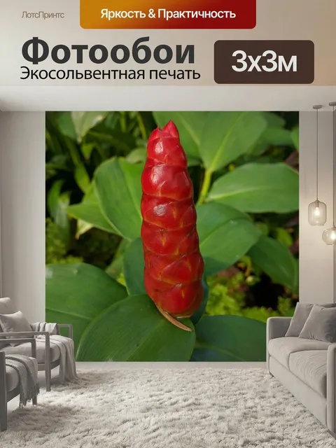 Фотообои Орхидея, цветок, завод