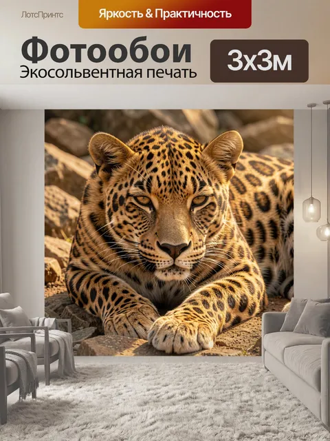 Фотообои Леопард на каменистой земле. Крупный леопард лежит на камнях в солнечной пустынной сцене: выразительные пятна…