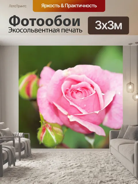 Фотообои Роза, розовый, цветок