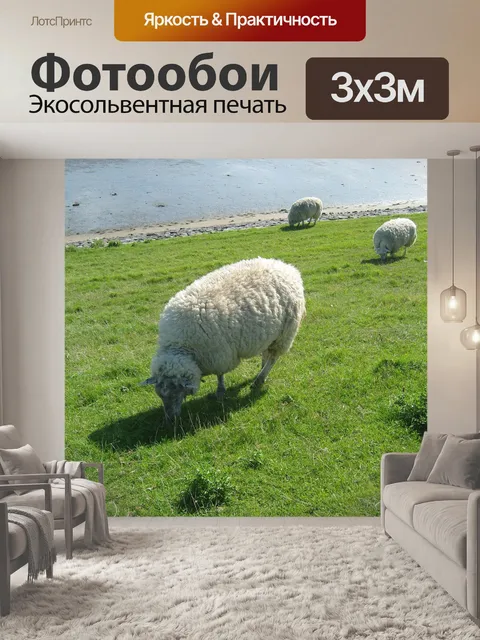 Фотообои Овец, трава, луг