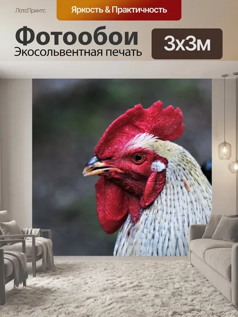 Фотообои Петух головой крупным планом Крупный план головы петуха с красным гребнем