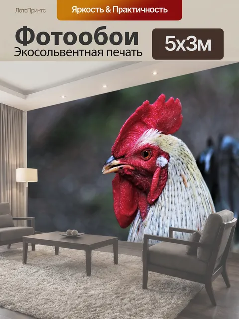 Фотообои Петух головой крупным планом Крупный план головы петуха с красным гребнем