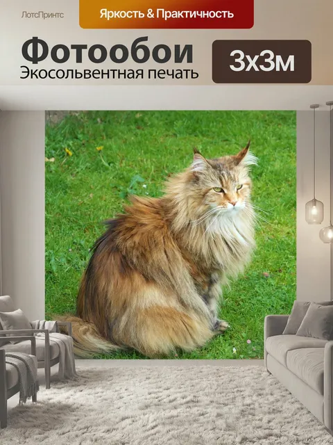 Фотообои Кот, сибирский лесной кот, лесной кот