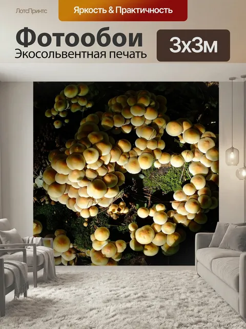 Фотообои Лес, грибы, вид сверху