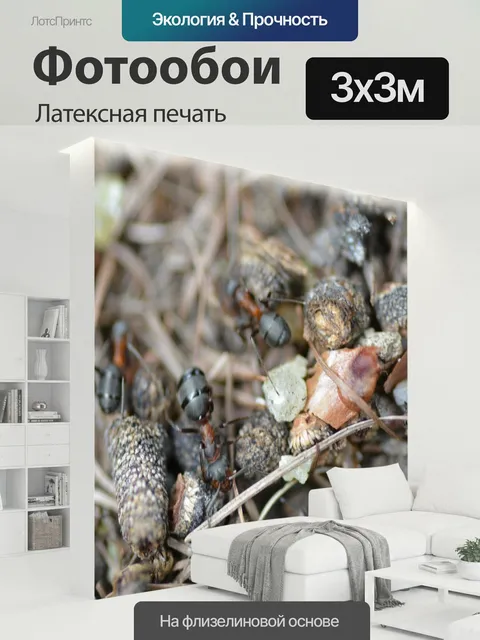 300 × 300 см · Латексная печать