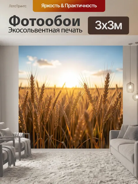 Фотообои Пшеничное поле на закате. Золотые колосья злаков в лучах вечернего солнца под голубым небом с легкими облакам…
