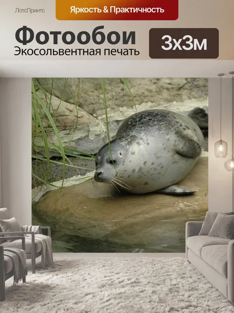Фотообои Тюлень, зоопарк, цюрих